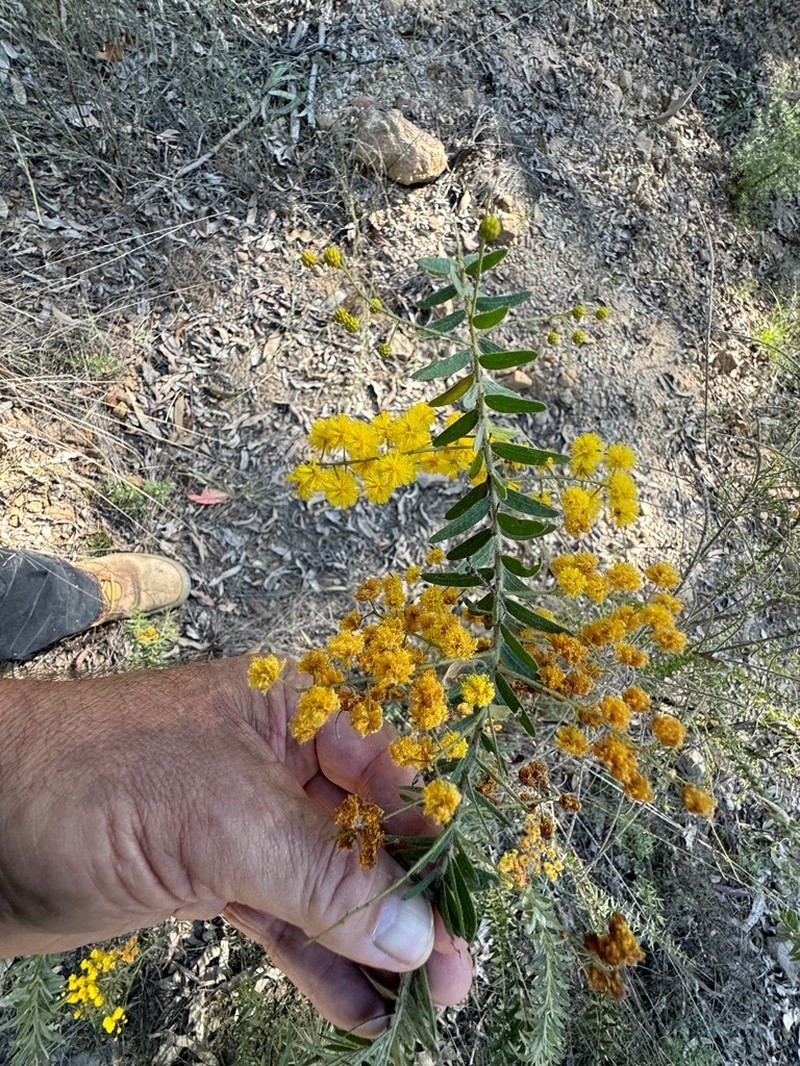 Acacia leichhardtii photo 5