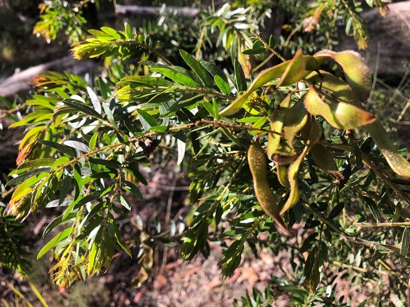 Acacia leichhardtii photo 6