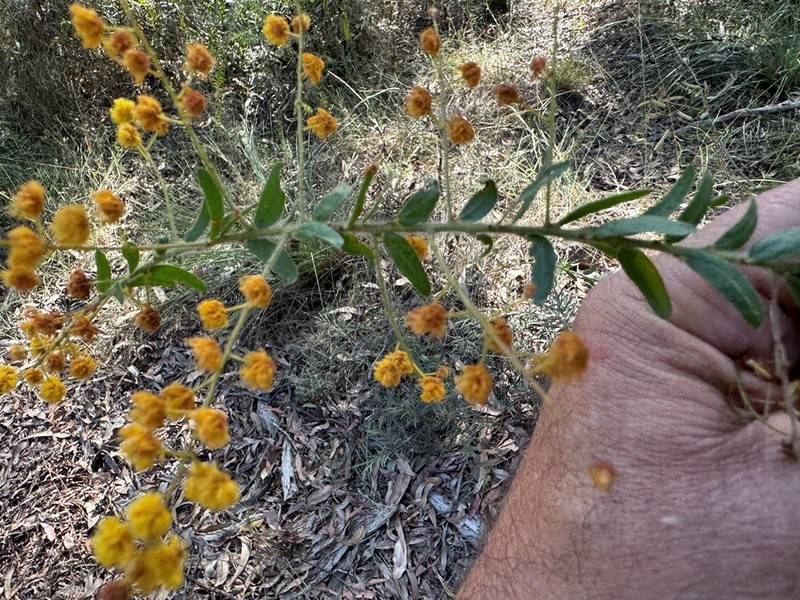 Acacia leichhardtii photo 7