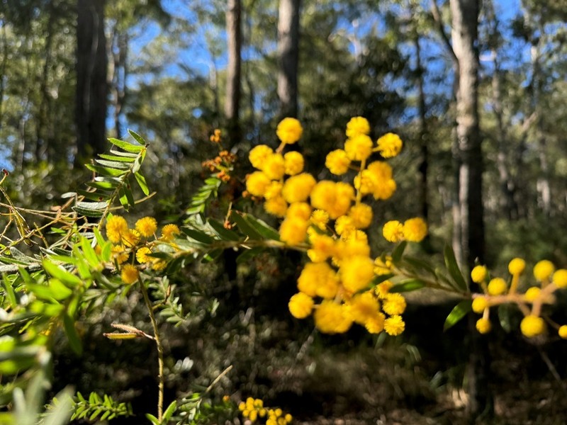 Acacia leichhardtii photo 8