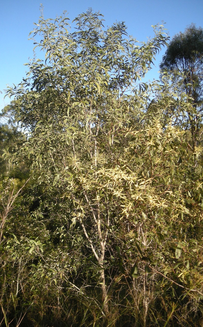 Acacia leiocalyx