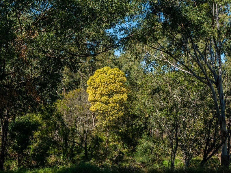 Acacia leiocalyx photo 2