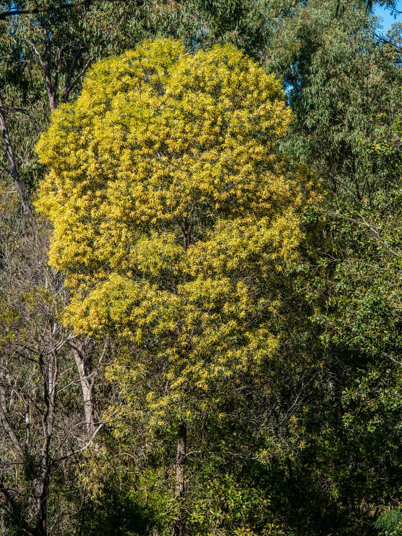 Acacia leiocalyx photo 3