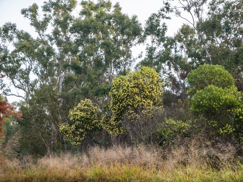 Acacia leiocalyx photo 4
