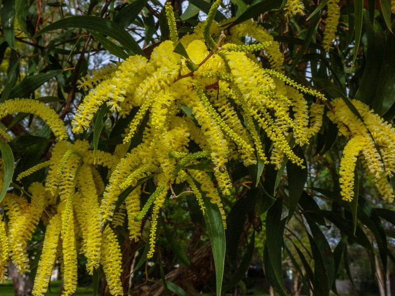 Acacia leiocalyx photo 5