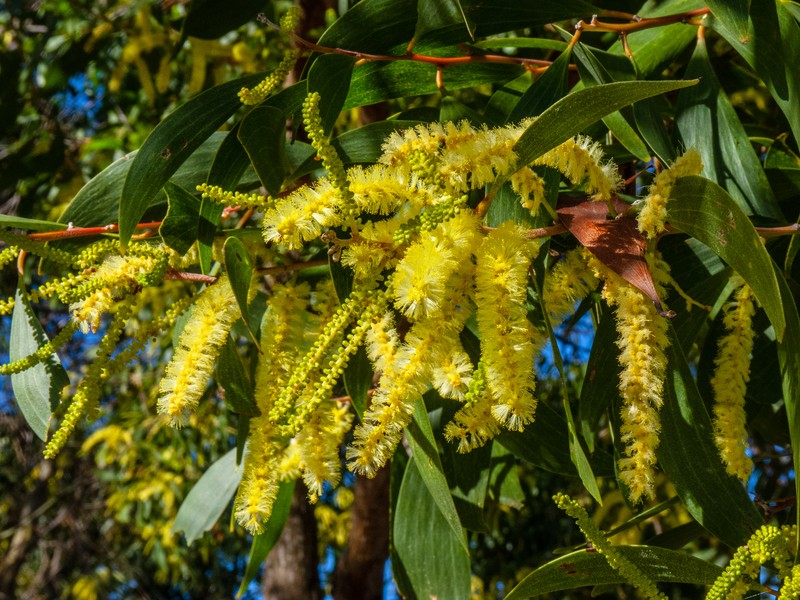 Acacia leiocalyx photo 6