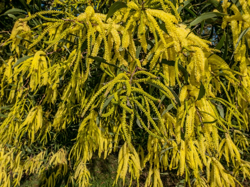 Acacia leiocalyx photo 7
