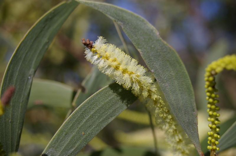Acacia leiocalyx photo 8