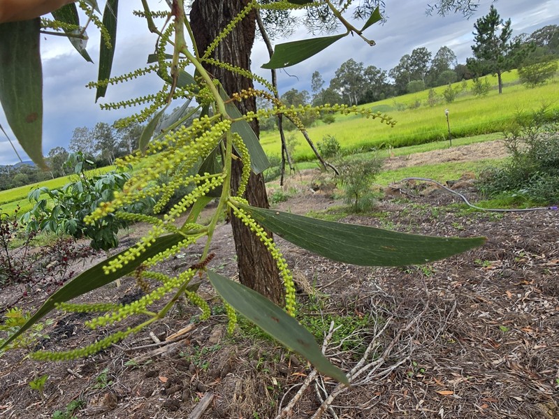 Acacia leiocalyx subsp. herveyensis