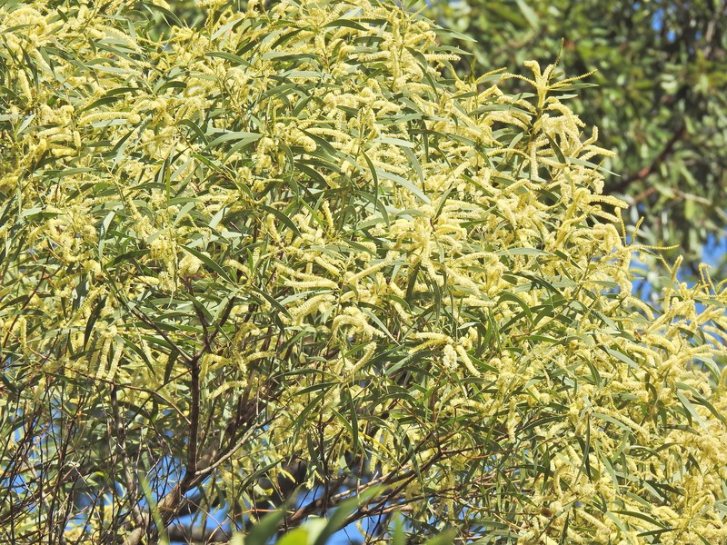 Acacia leiocalyx subsp. herveyensis photo 2