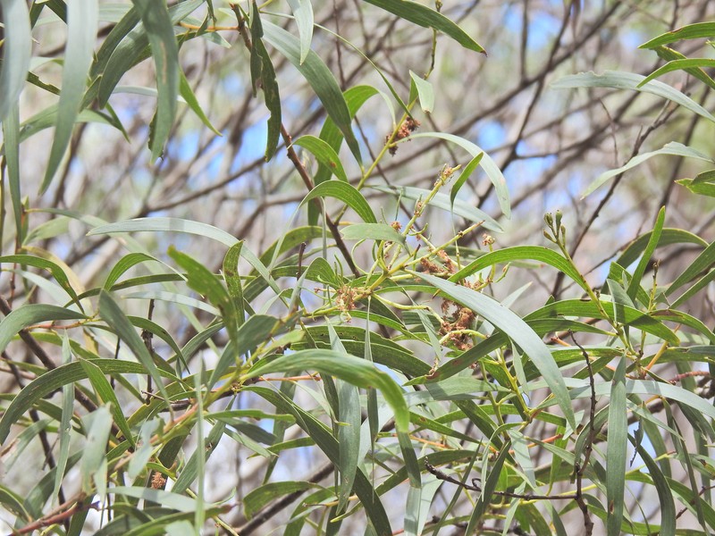 Acacia leiocalyx subsp. herveyensis photo 3