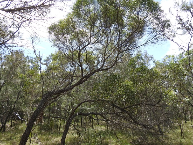 Acacia leiocalyx subsp. herveyensis photo 4