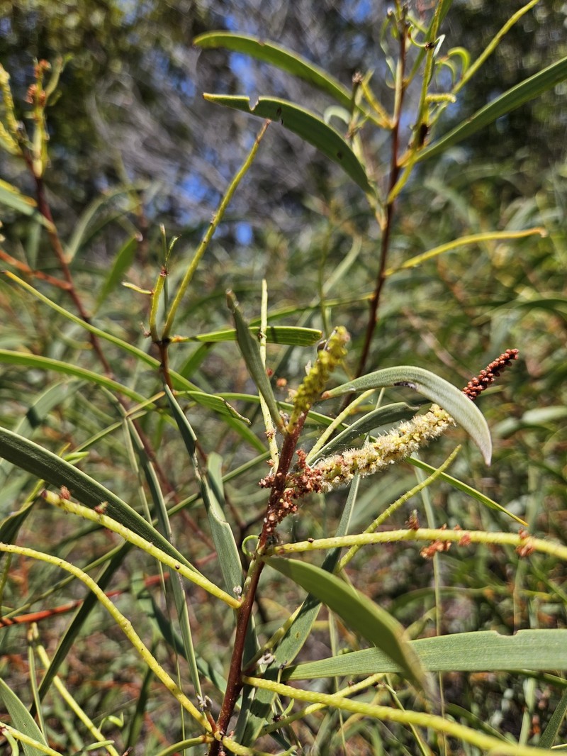 Acacia leiocalyx subsp. herveyensis photo 5
