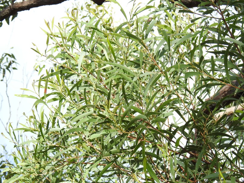Acacia leiocalyx subsp. herveyensis photo 6