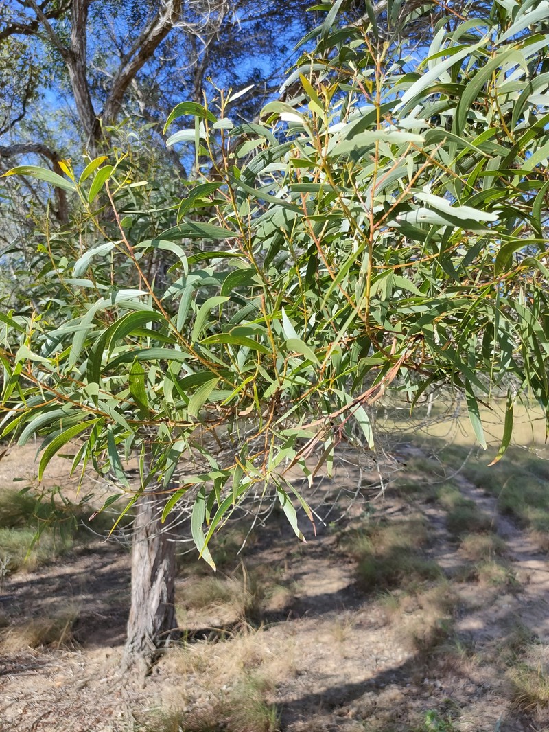 Acacia leiocalyx subsp. herveyensis photo 7