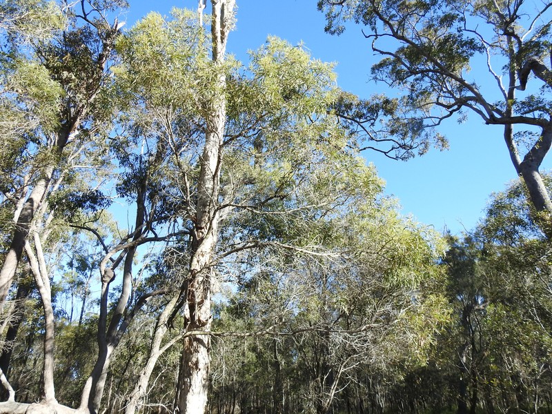 Acacia leiocalyx subsp. herveyensis photo 8