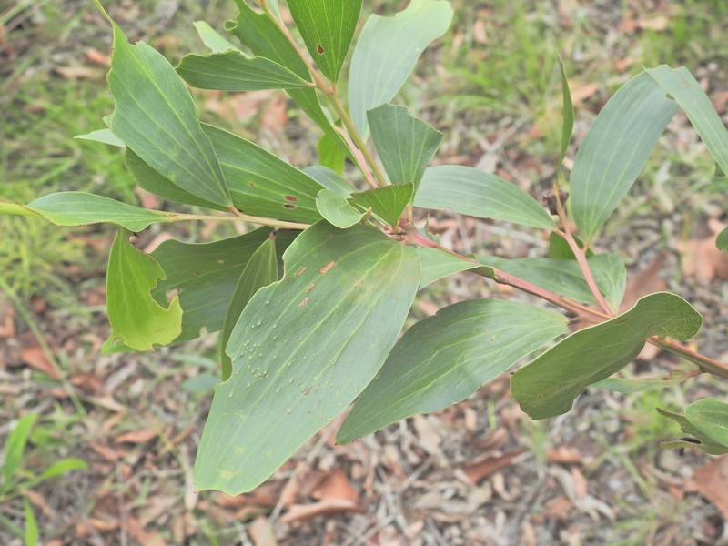 Acacia leiocalyx subsp. leiocalyx photo 2