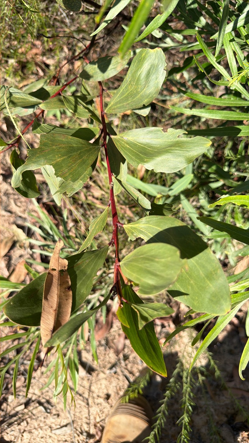 Acacia leiocalyx subsp. leiocalyx photo 3