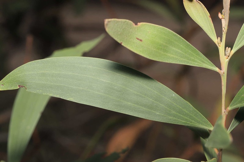 Acacia leiocalyx subsp. leiocalyx photo 4