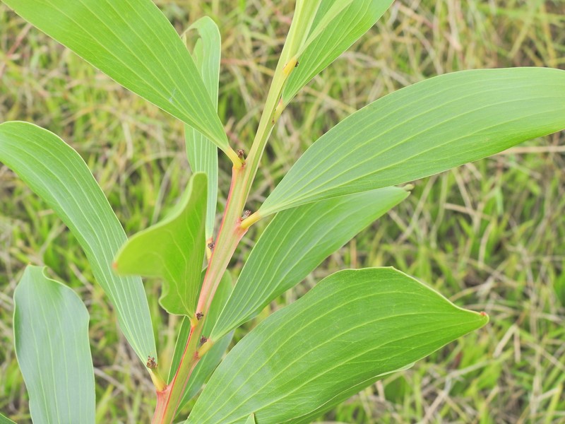 Acacia leiocalyx subsp. leiocalyx photo 5