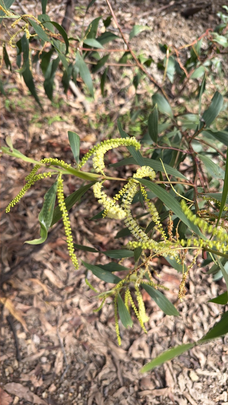 Acacia leiocalyx subsp. leiocalyx photo 6