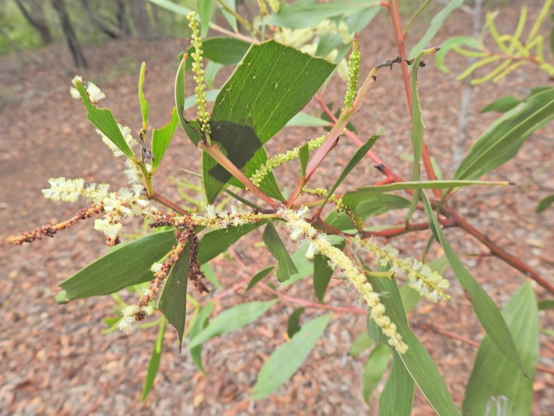 Acacia leiocalyx subsp. leiocalyx photo 7