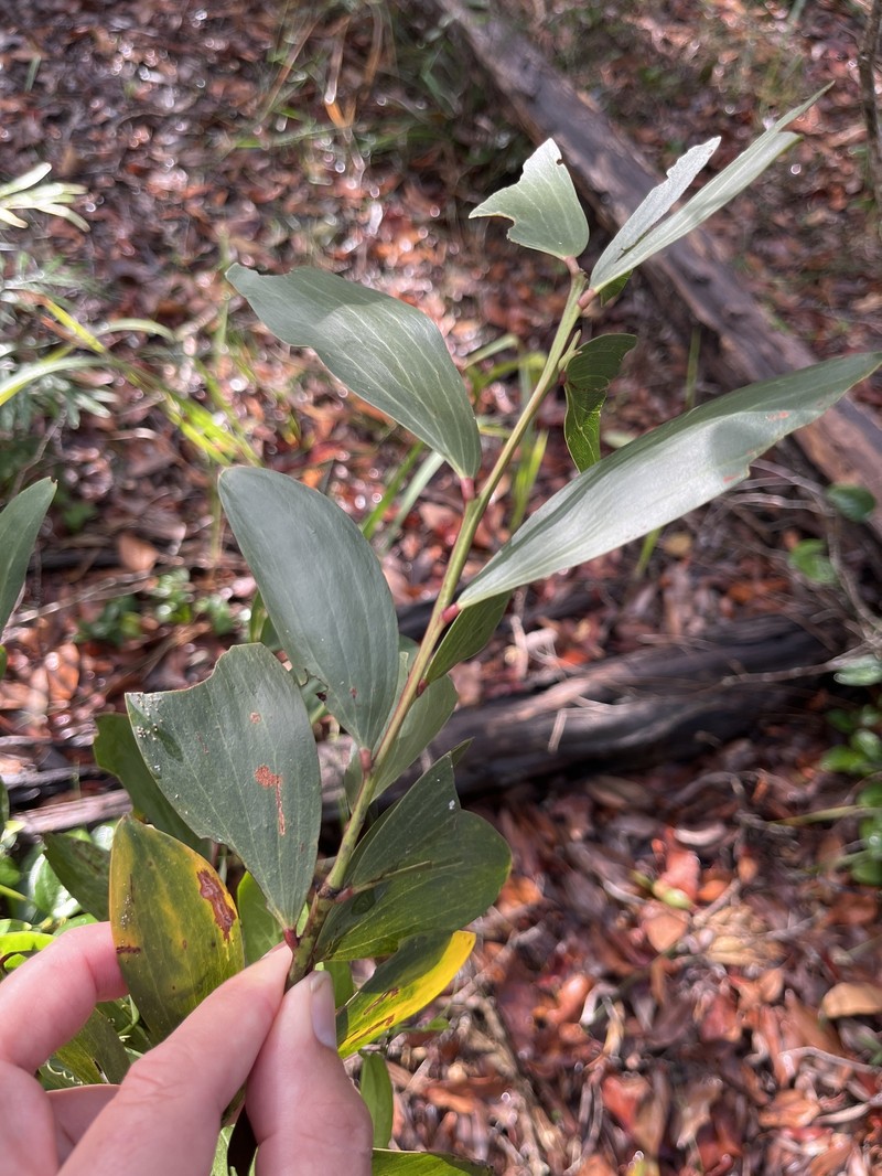 Acacia leiocalyx subsp. leiocalyx photo 8
