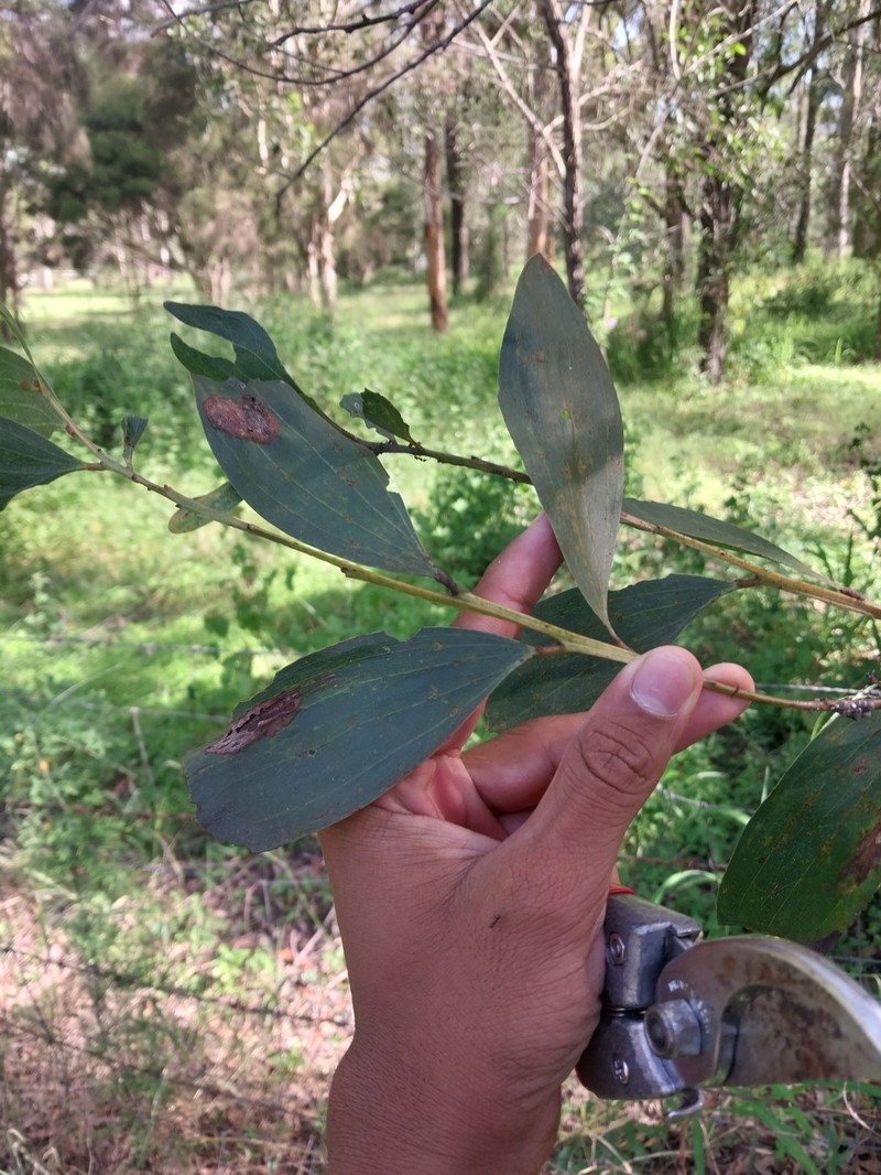 Acacia leiocalyx subsp. leiocalyx