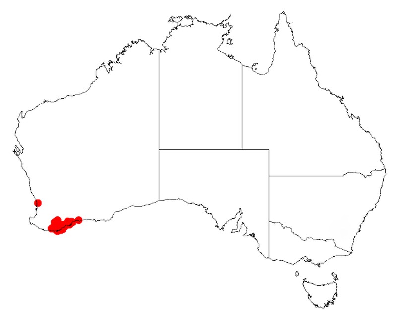 Acacia leioderma