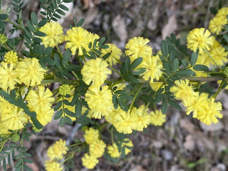 Acacia leioderma photo 2