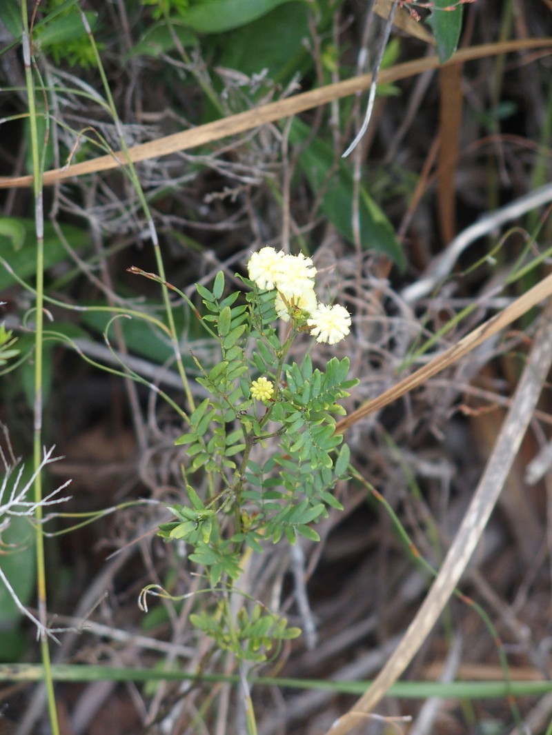 Acacia leioderma photo 3