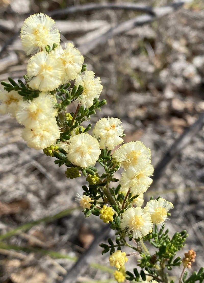 Acacia leioderma photo 4