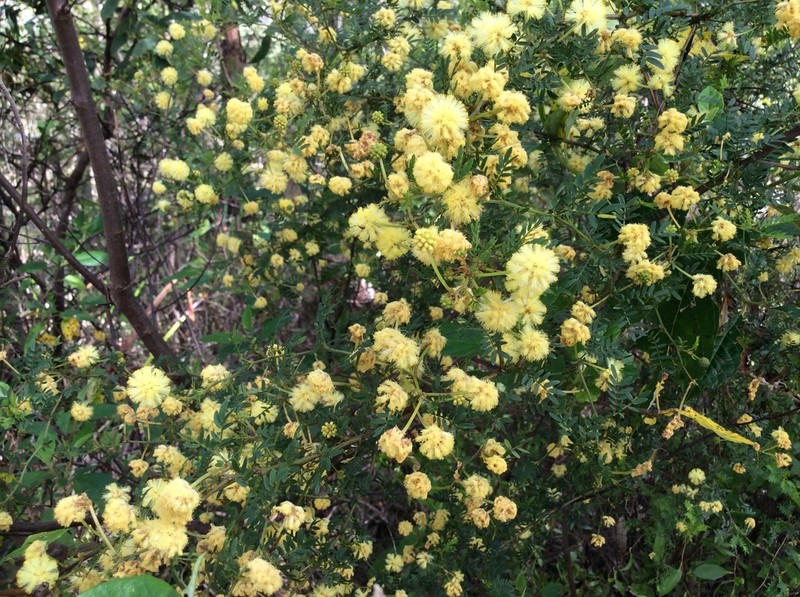 Acacia leioderma photo 5
