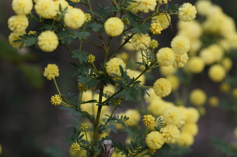 Acacia leioderma photo 6