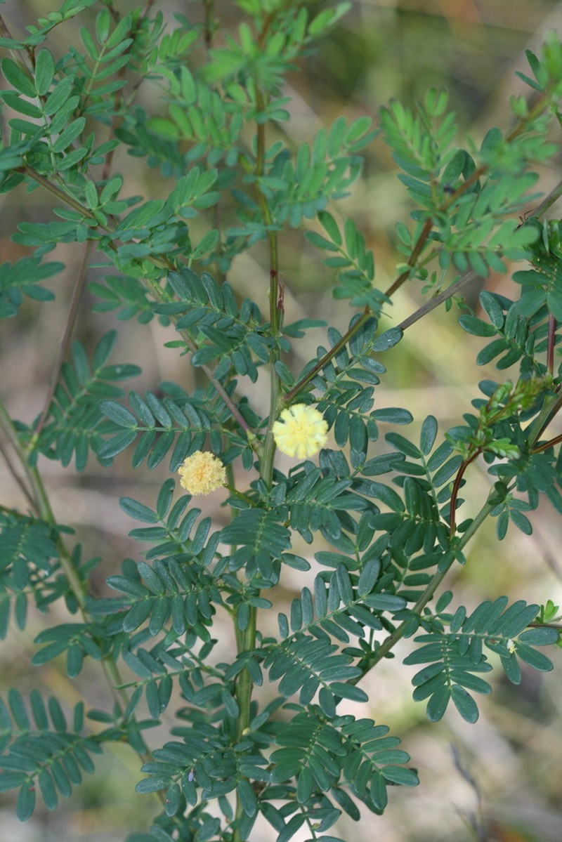 Acacia leioderma photo 7