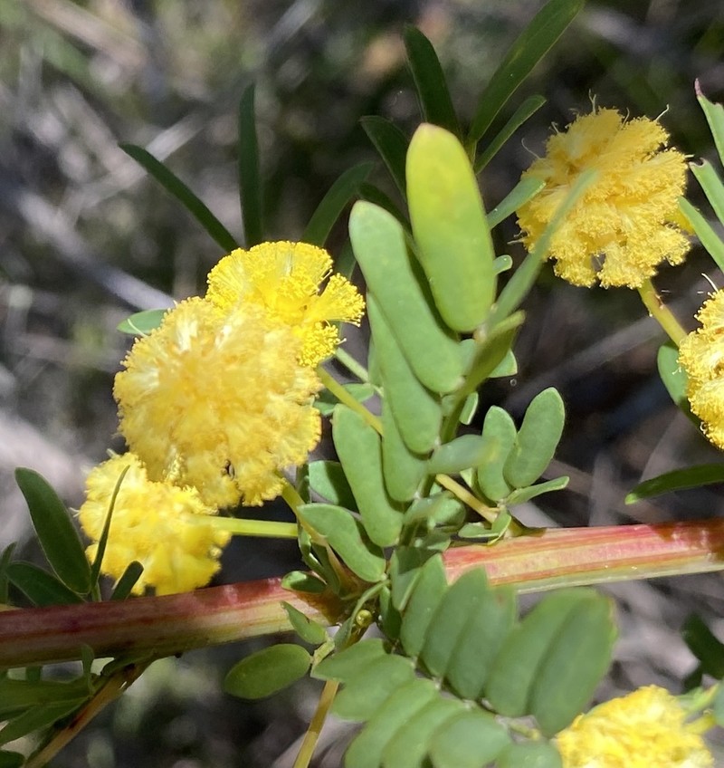 Acacia leioderma photo 8