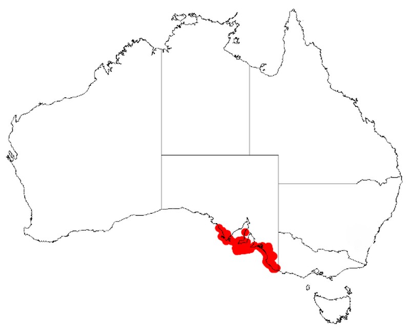 Acacia leiophylla
