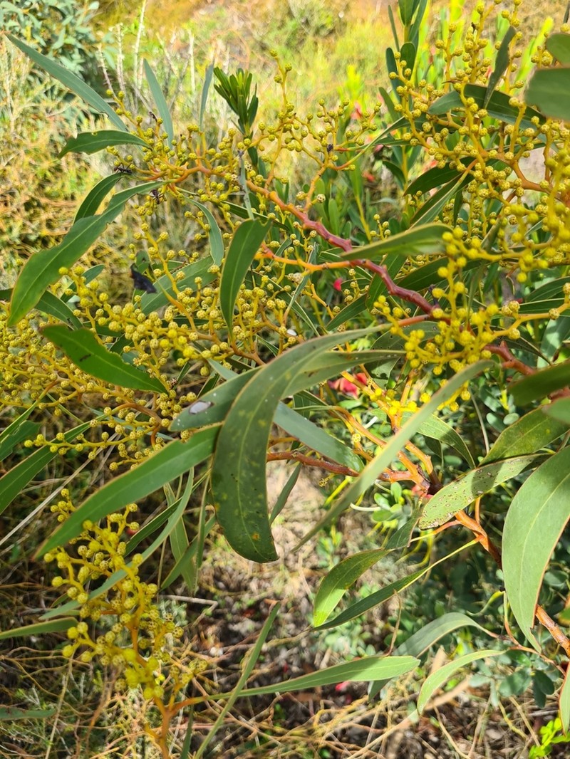 Acacia leiophylla photo 2
