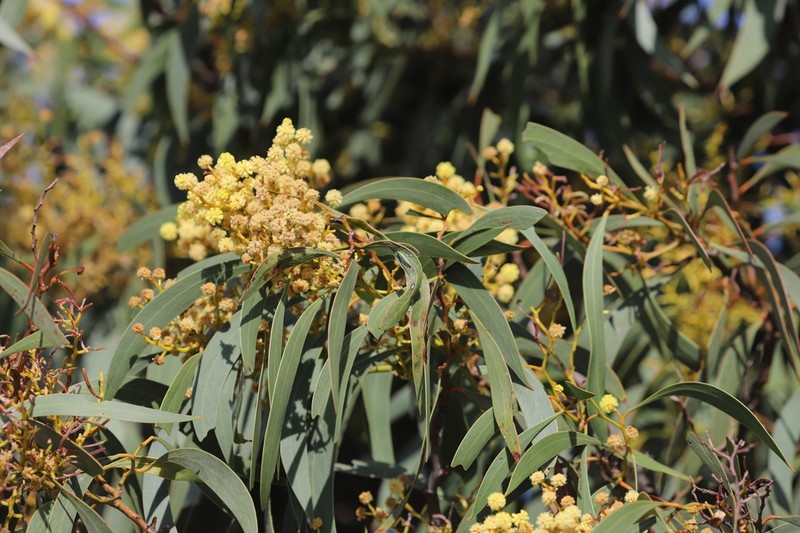 Acacia leiophylla photo 3