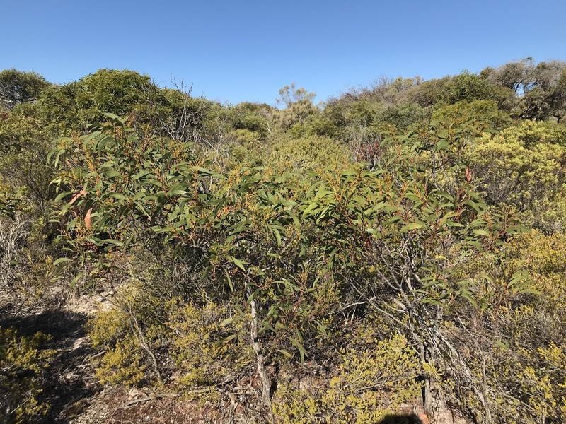 Acacia leiophylla photo 4