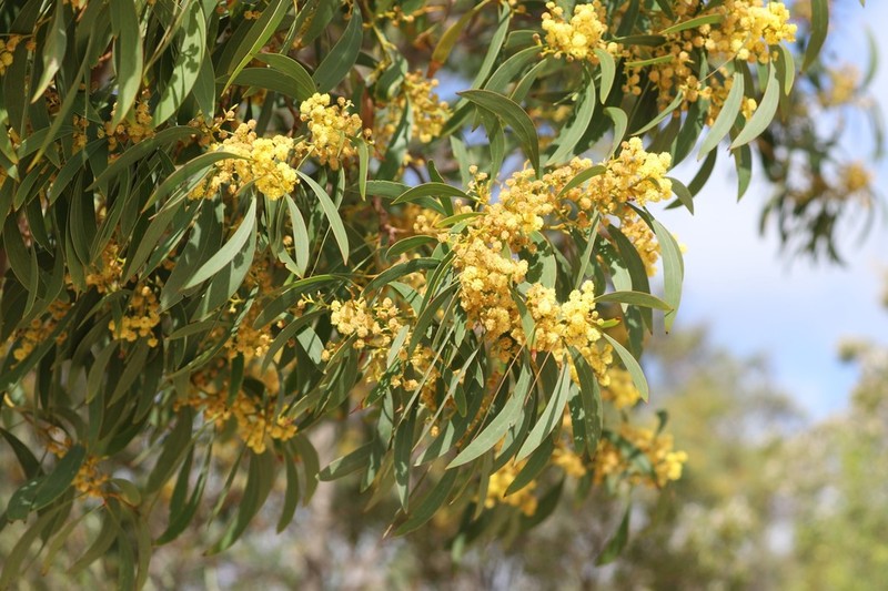 Acacia leiophylla photo 5