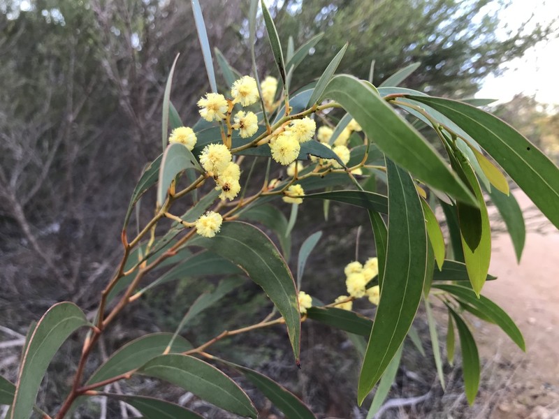 Acacia leiophylla photo 6