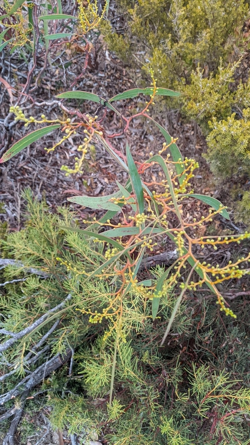 Acacia leiophylla photo 8