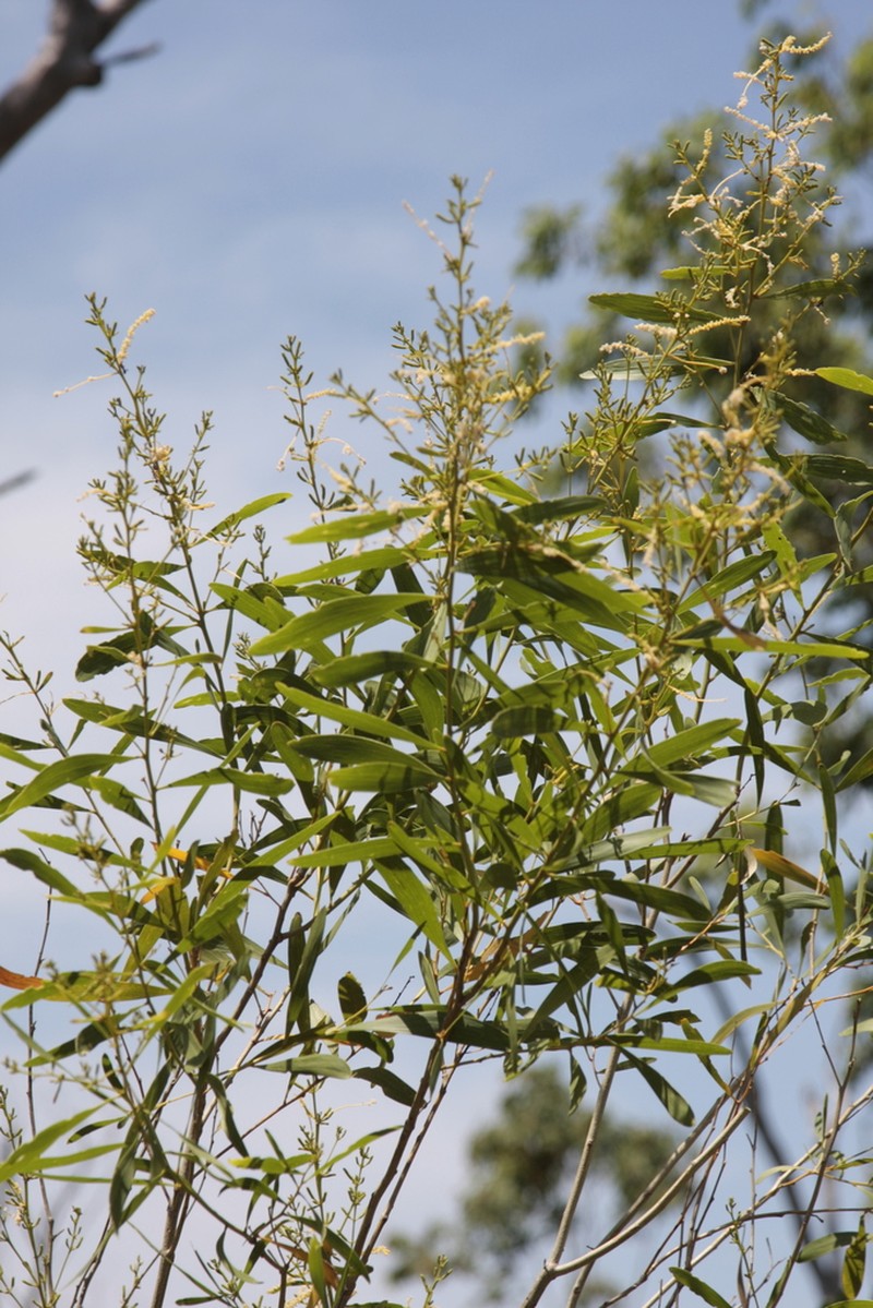 Acacia lentiginea