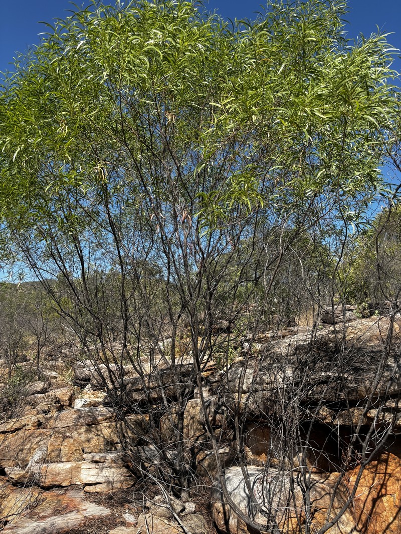 Acacia lentiginea photo 3