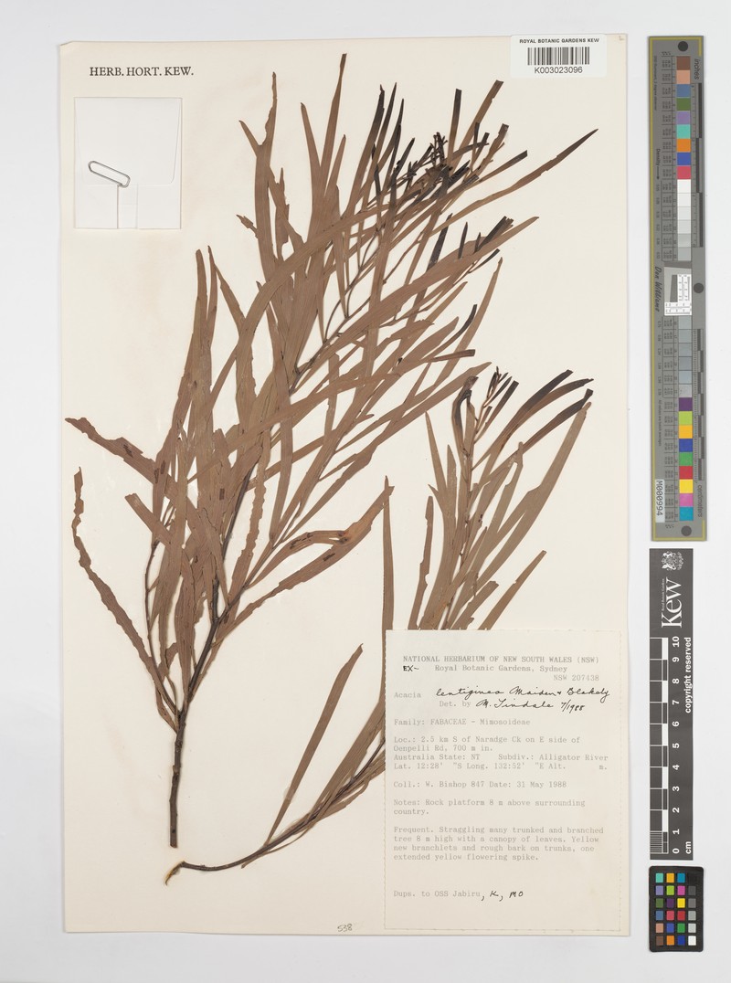 Acacia lentiginea