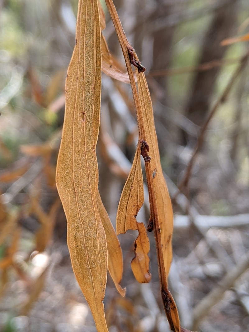 Acacia leprosa photo 2