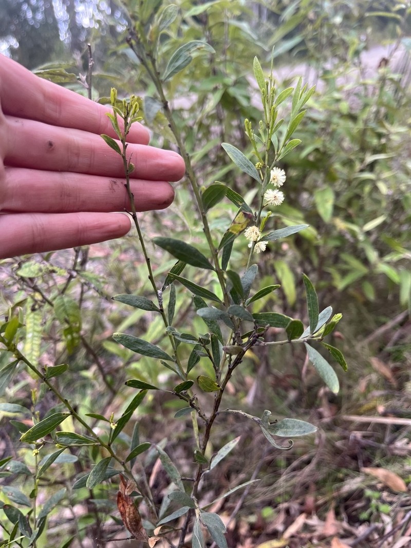 Acacia leprosa photo 3