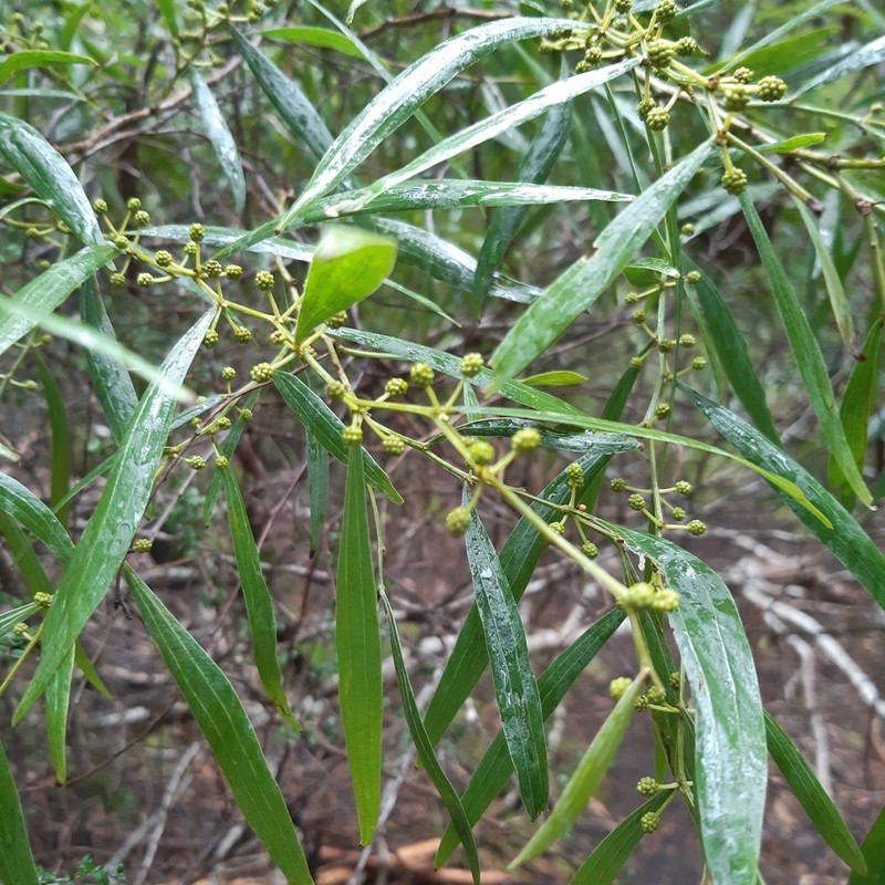 Acacia leprosa photo 4