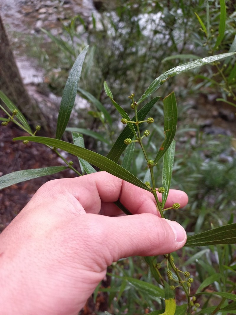 Acacia leprosa photo 5
